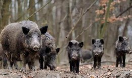 巴中野猪爆料事件视频播放,揭秘事件背后真相